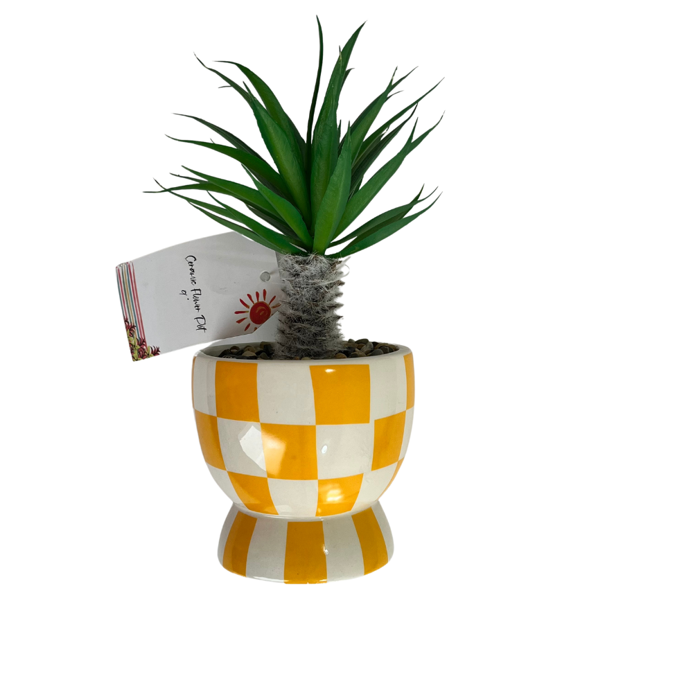 Maceta amarillas con catus