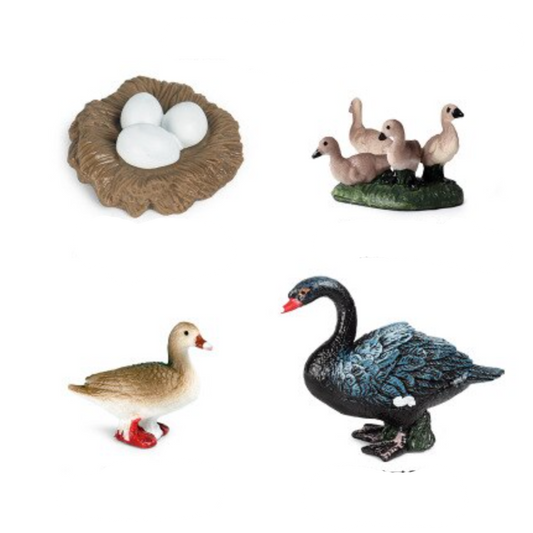 Ciclo de vida del cisne negro