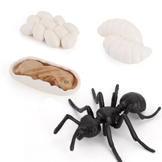 Ciclo de vida de la hormiga